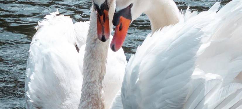 Tierschützer setzen Belohnung aus