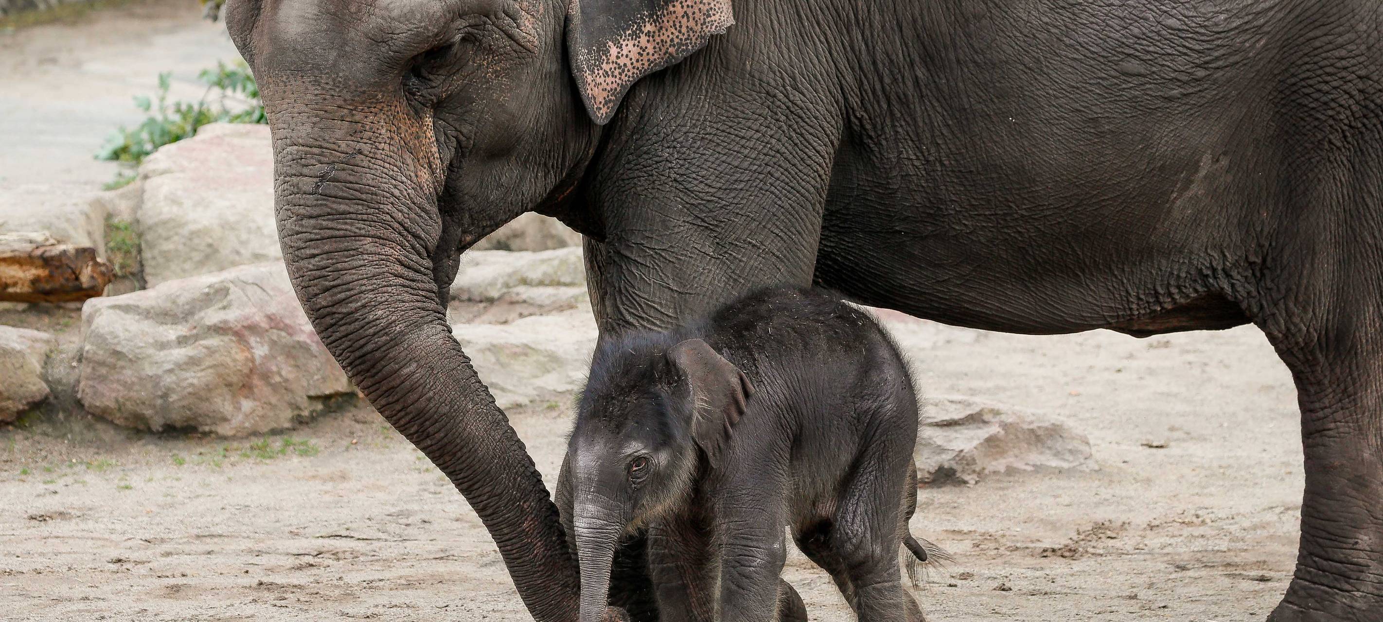 Kölner Zoo öffnet kurzfristig am Sonntag