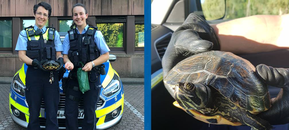 Schildkröten-Mama samt Dutzend Eier gefunden