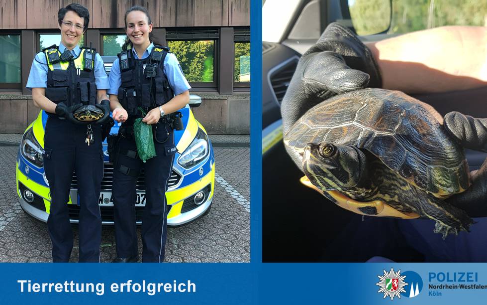 Schildkroten Mama Samt Dutzend Eier Gefunden Radio Koln