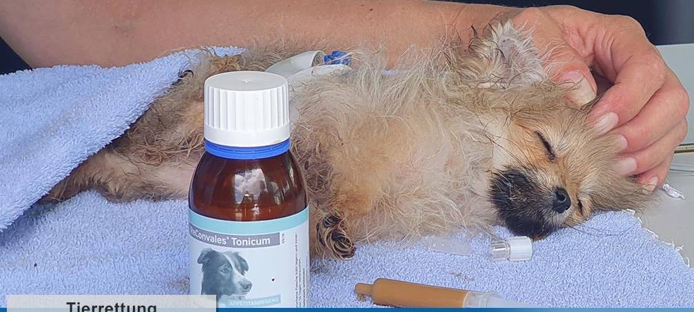 Tiertransport mit vernachlässigtem Welpen gestoppt