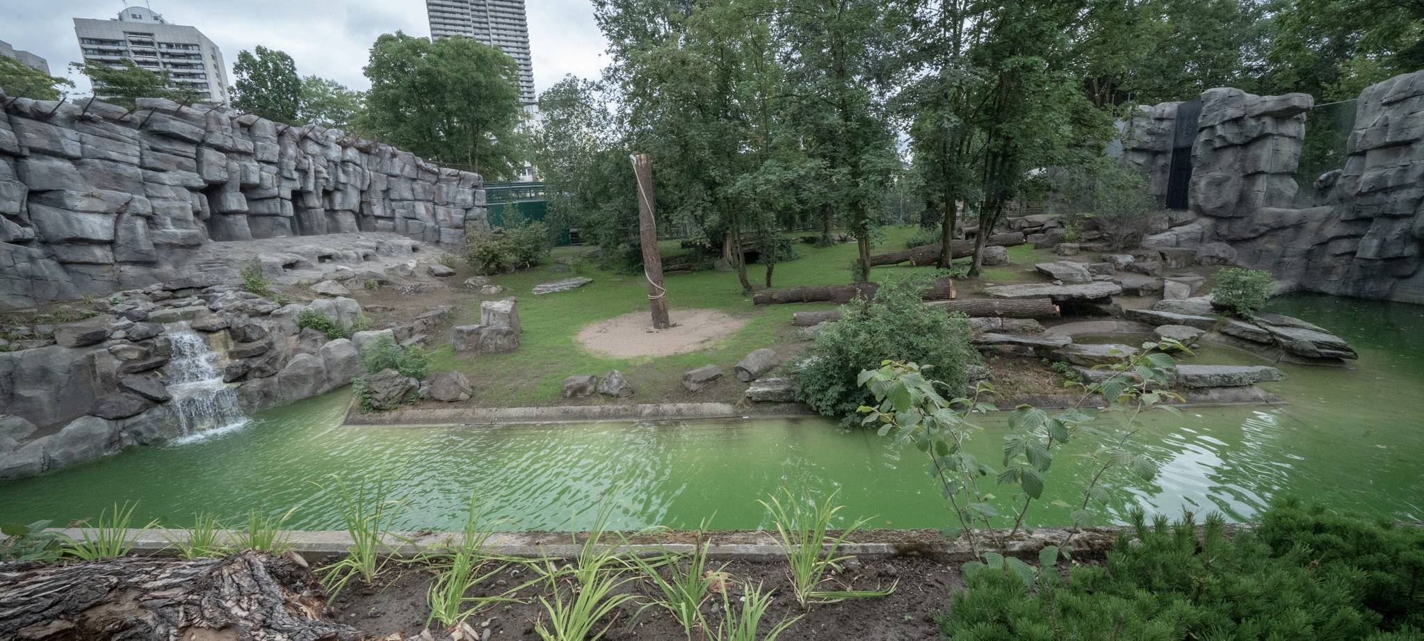 Kölner Zoo eröffnet neue Anlage für Amurtiger