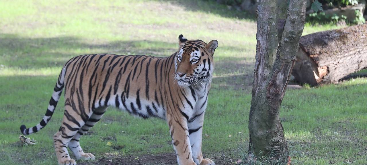Kölner Zoo eröffnet neue Anlage für Amurtiger