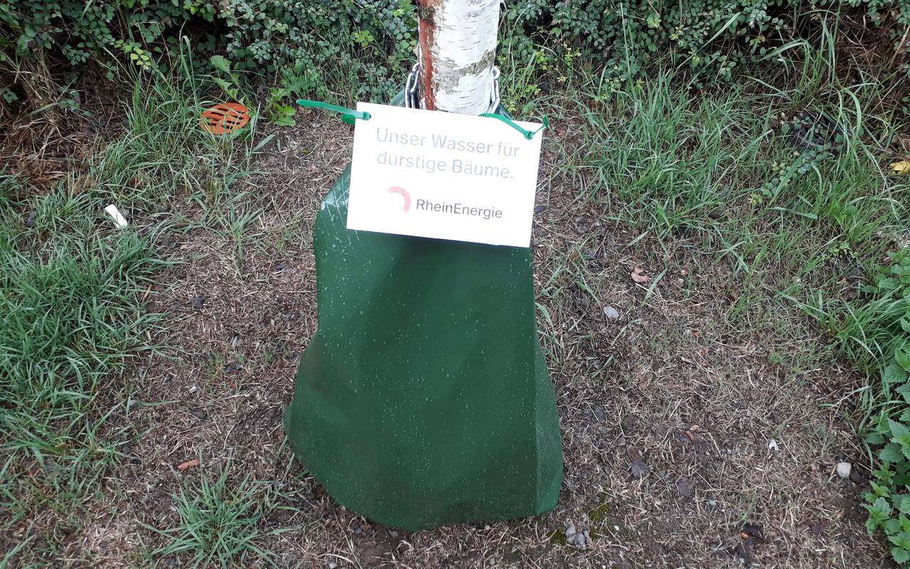 Unsere Baume Brauchen Dringend Wasser Wie Ihr Helfen Konnt Radio Koln
