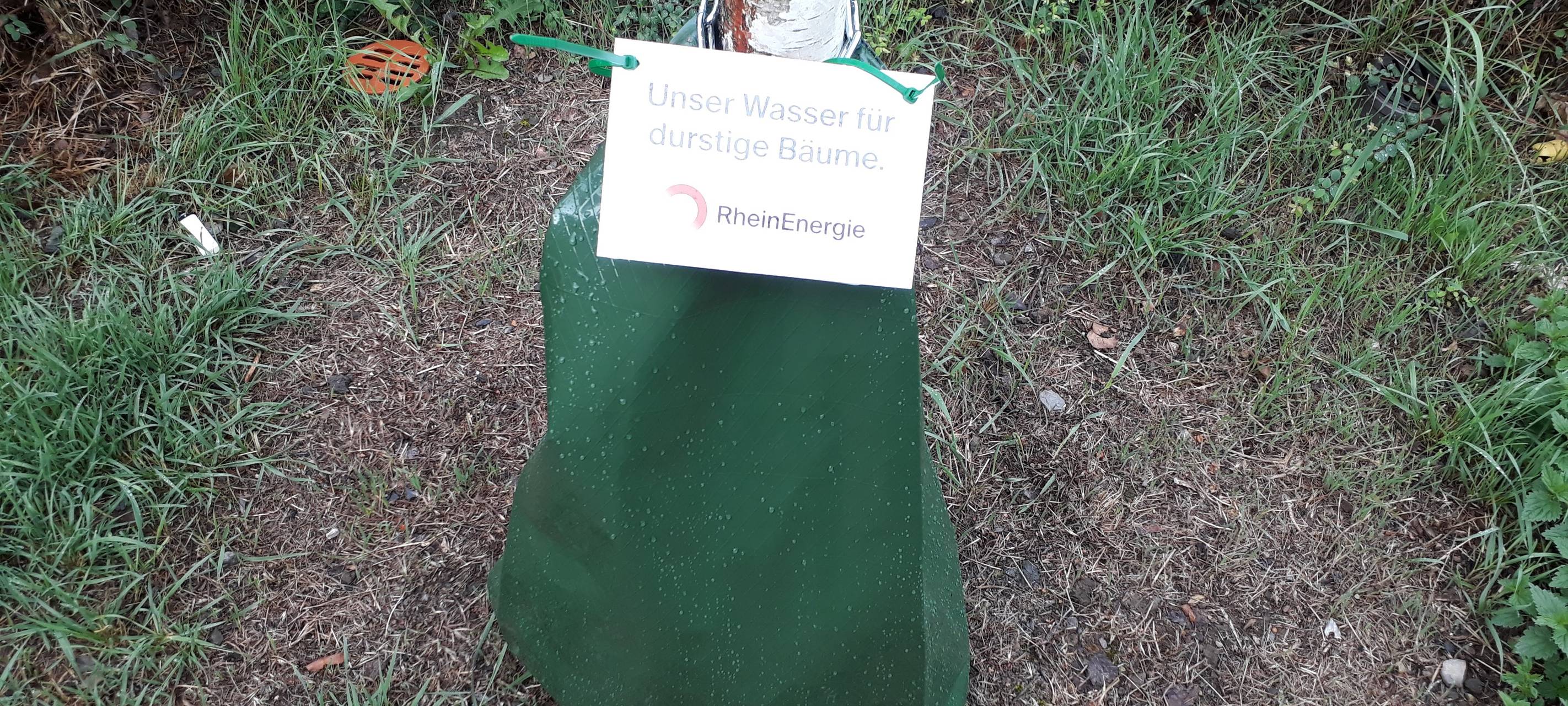 Wassersäcke für Bäume gegen Hitze