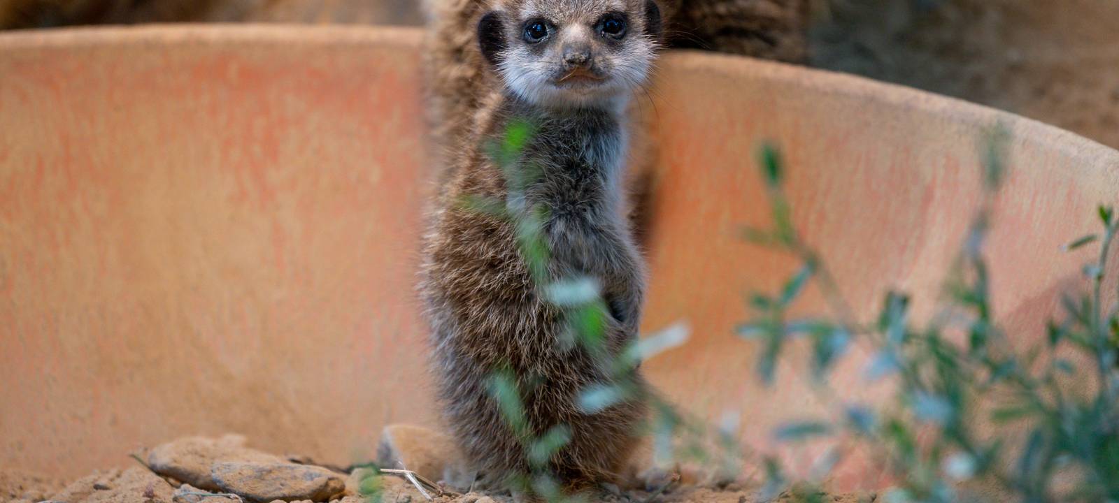 Erdmännchennachwuchs im Kölner Zoo