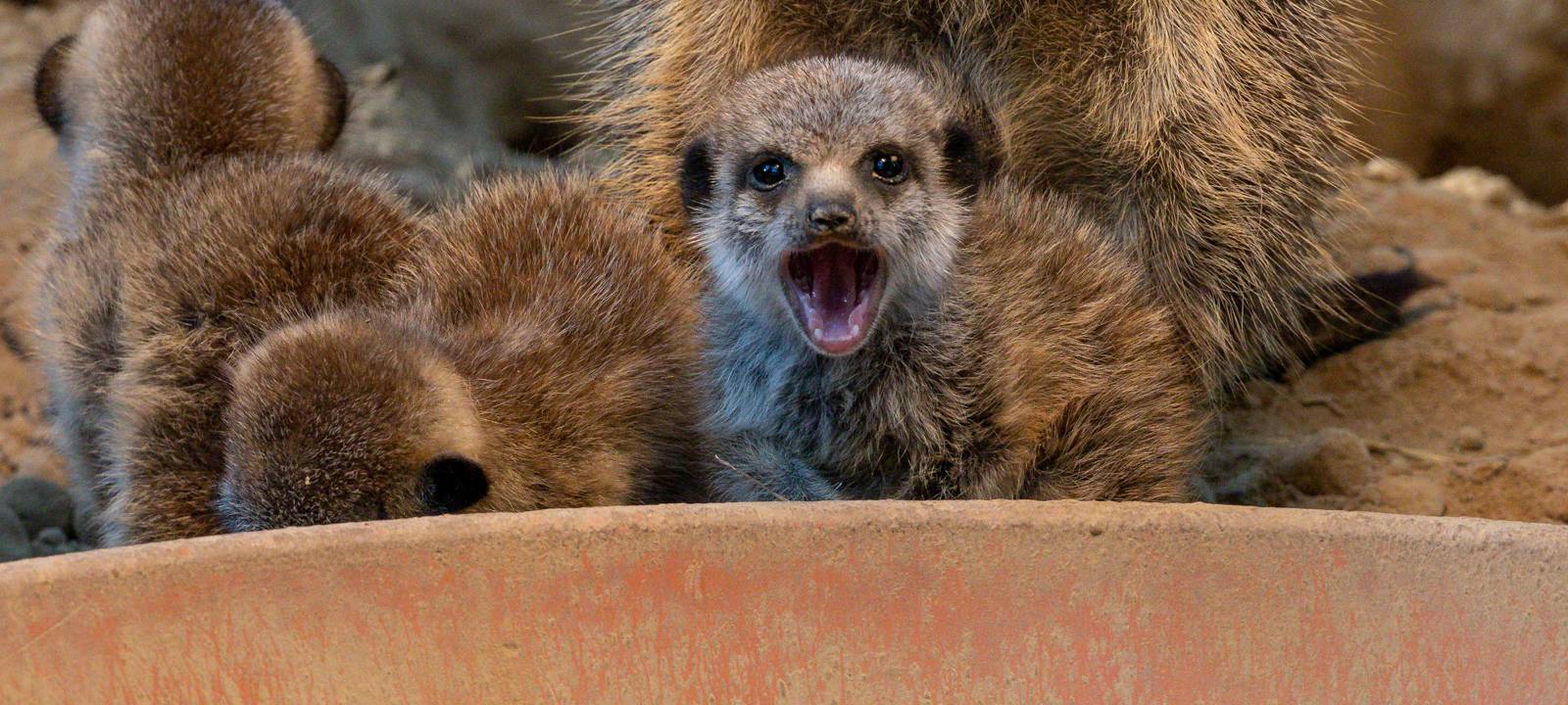 Erdmännchennachwuchs im Kölner Zoo