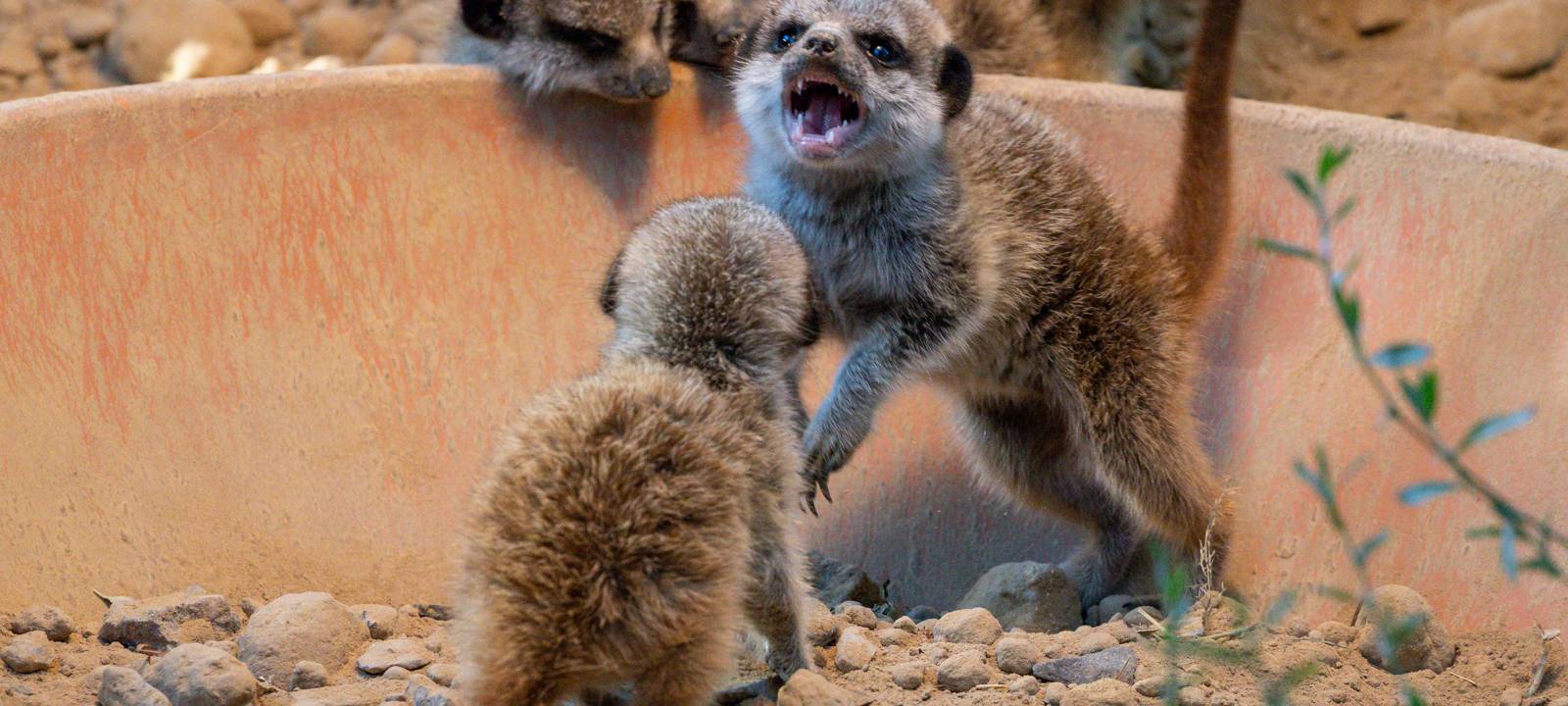 Erdmännchennachwuchs im Kölner Zoo