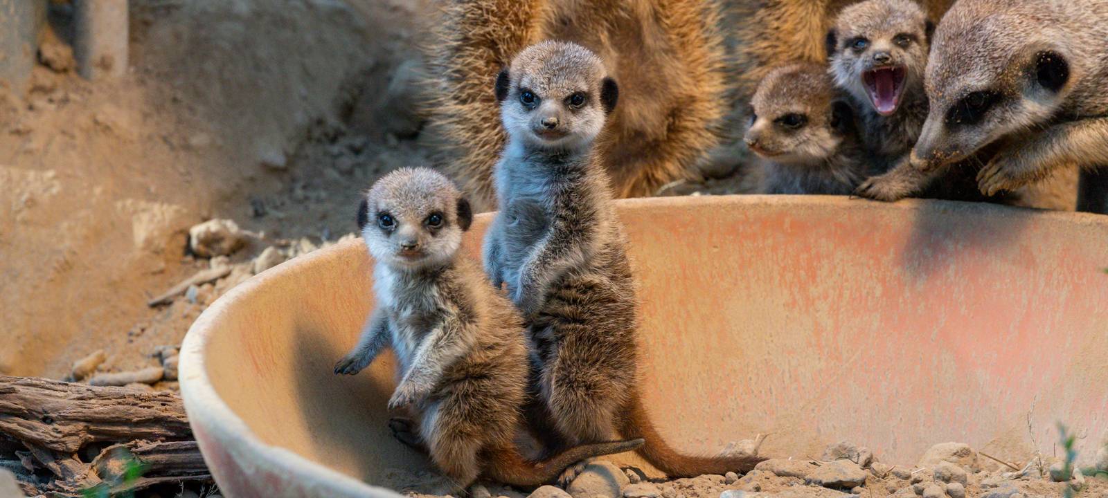 Erdmännchennachwuchs im Kölner Zoo