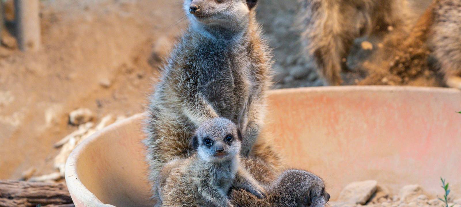 Erdmännchennachwuchs im Kölner Zoo