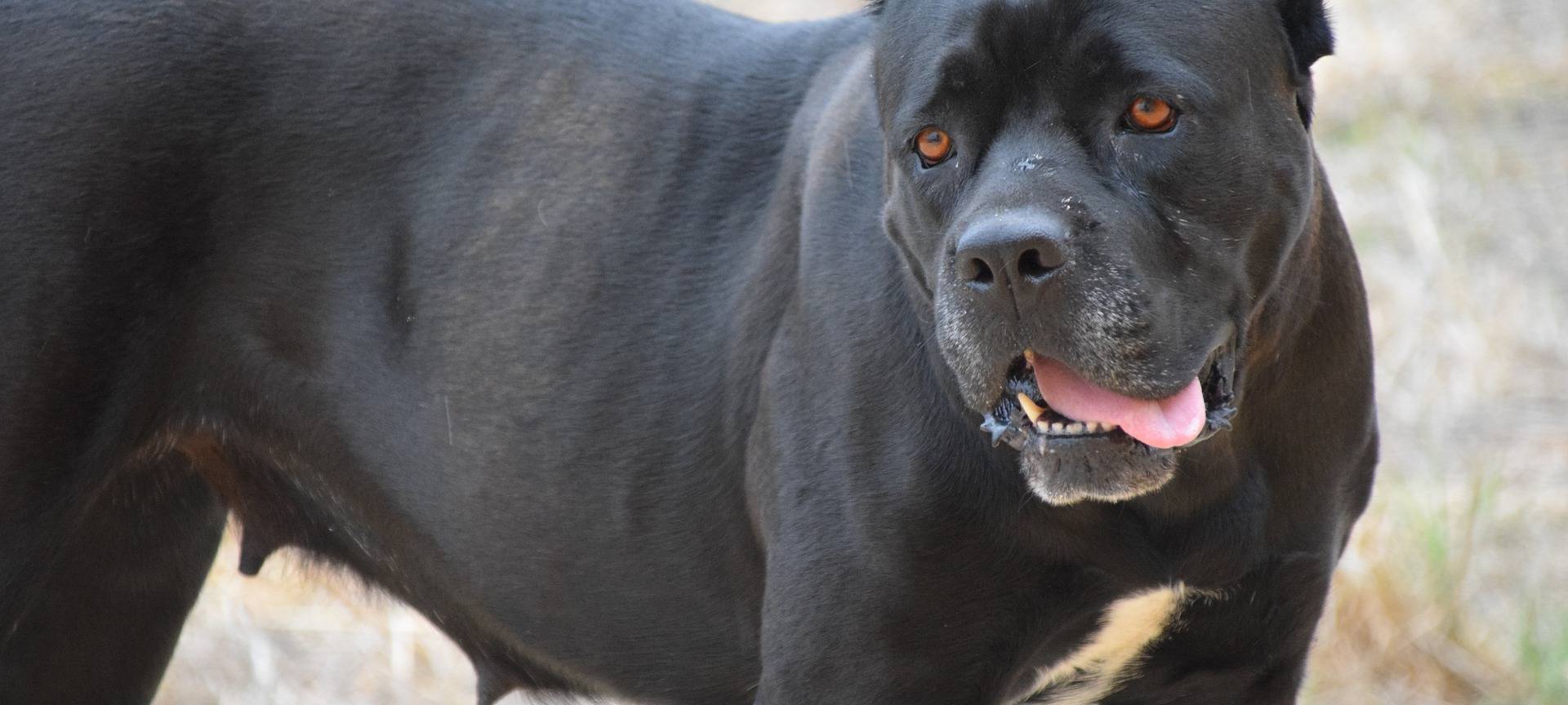 Eingesperrter Kampfhund wird aggressiv