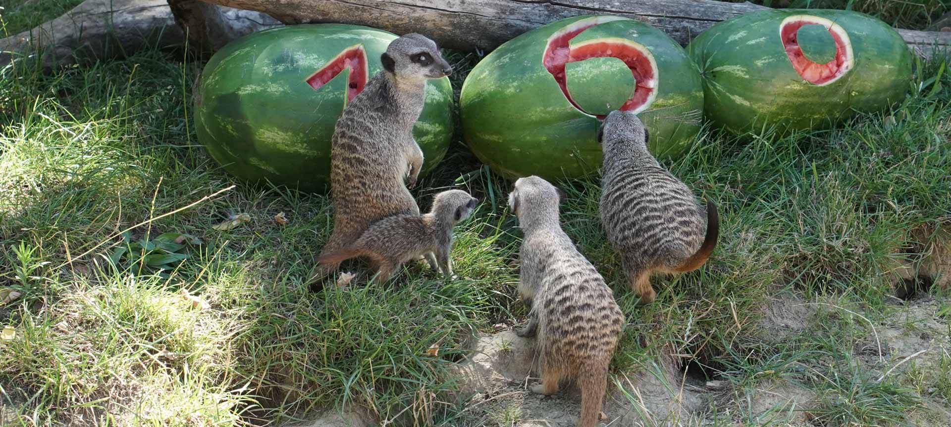 Erdmännchennachwuchs im Kölner Zoo