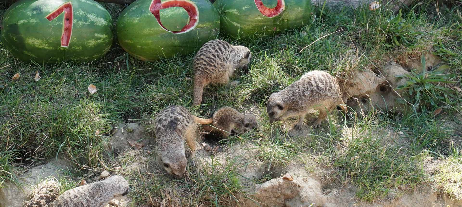 Erdmännchennachwuchs im Kölner Zoo