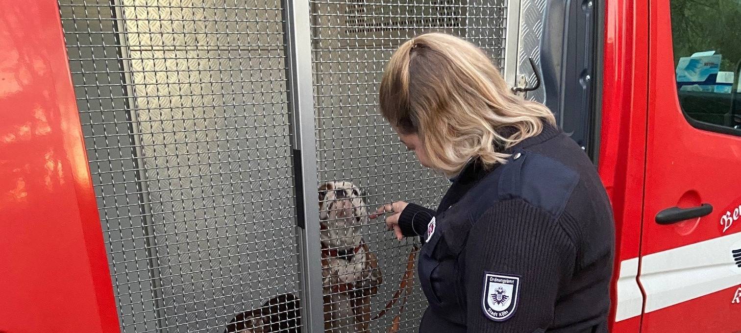 Einsatzkräfte finden neun vernachlässigte Hunde