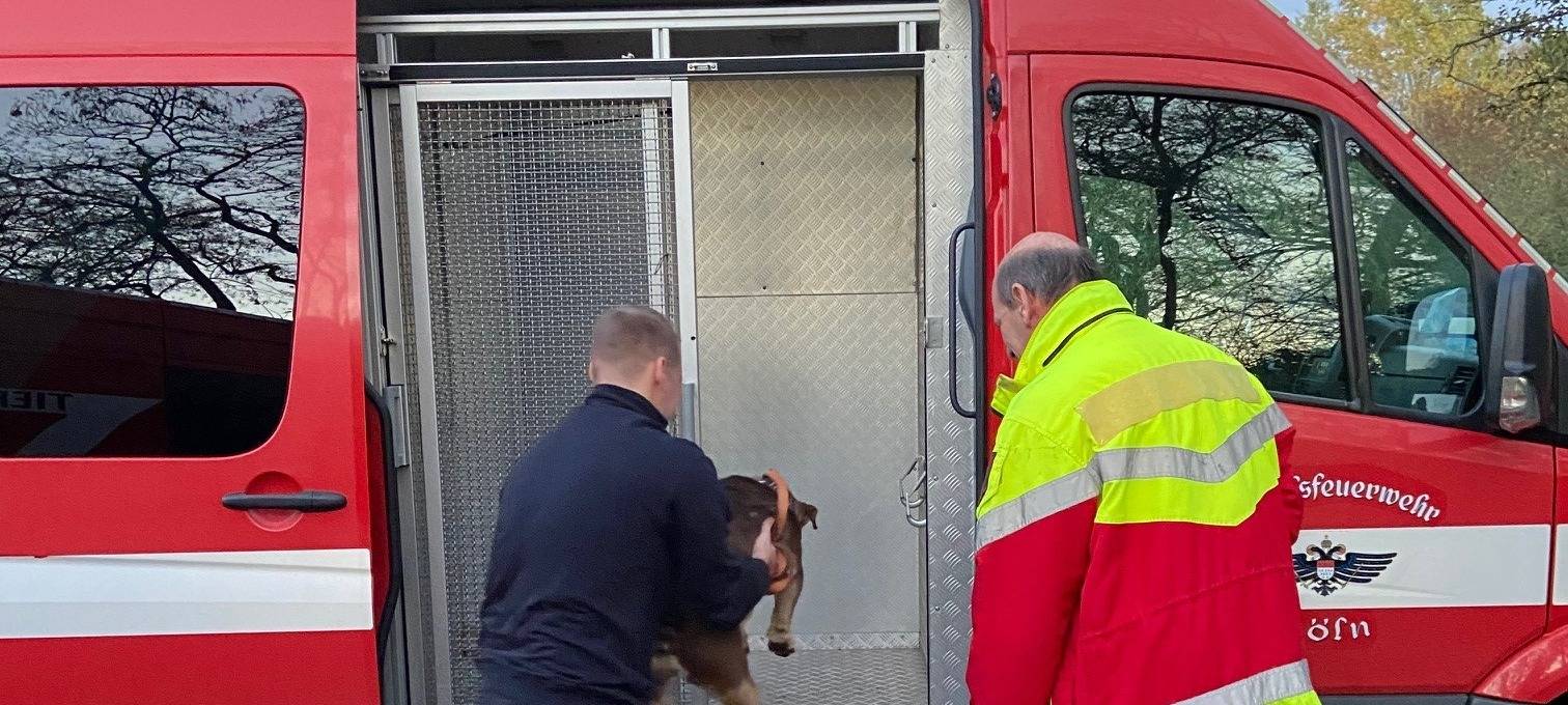 Einsatzkräfte finden neun vernachlässigte Hunde