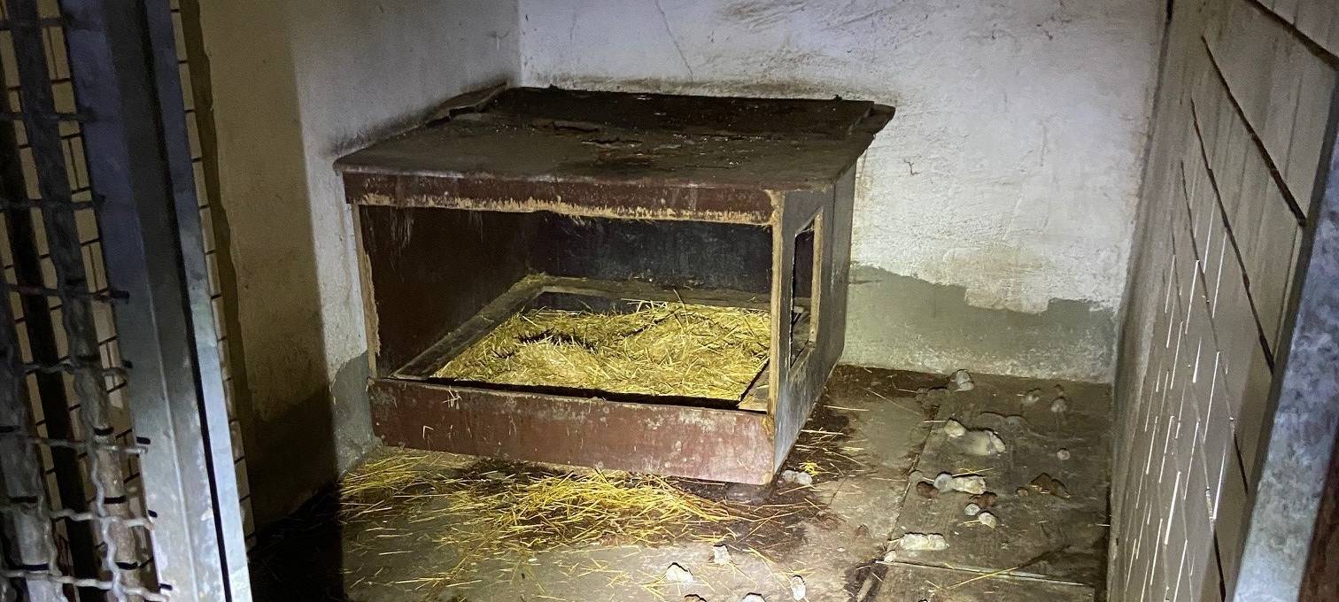 Einsatzkräfte finden neun vernachlässigte Hunde