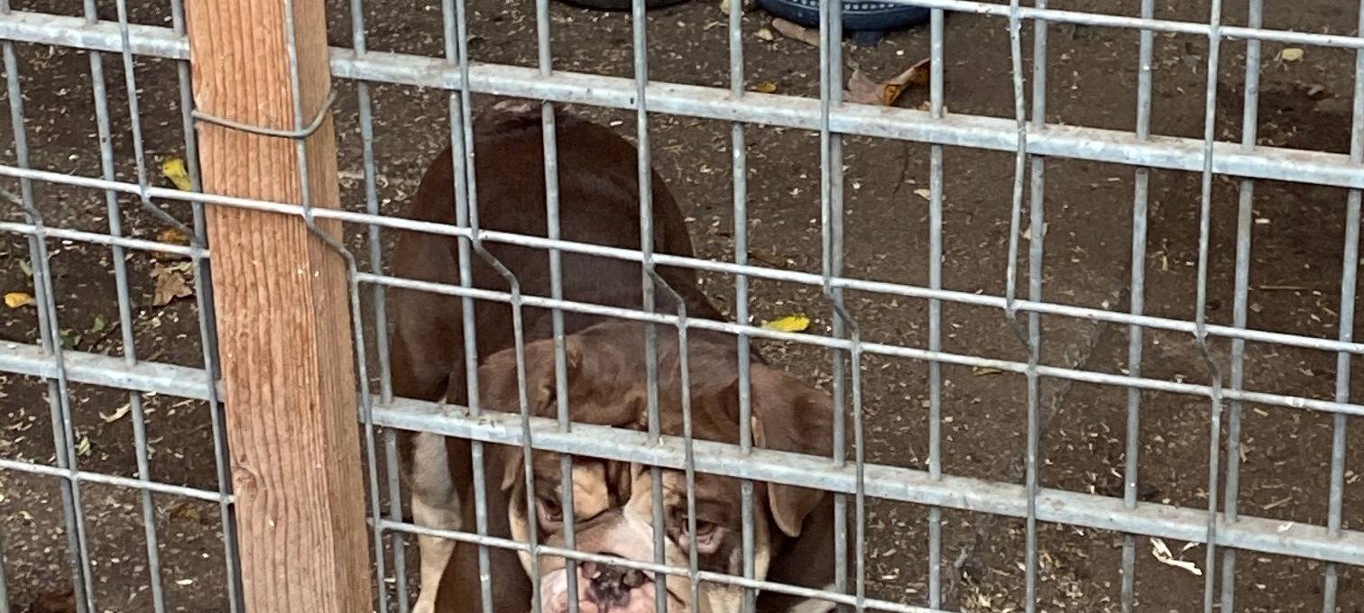 Einsatzkräfte finden neun vernachlässigte Hunde