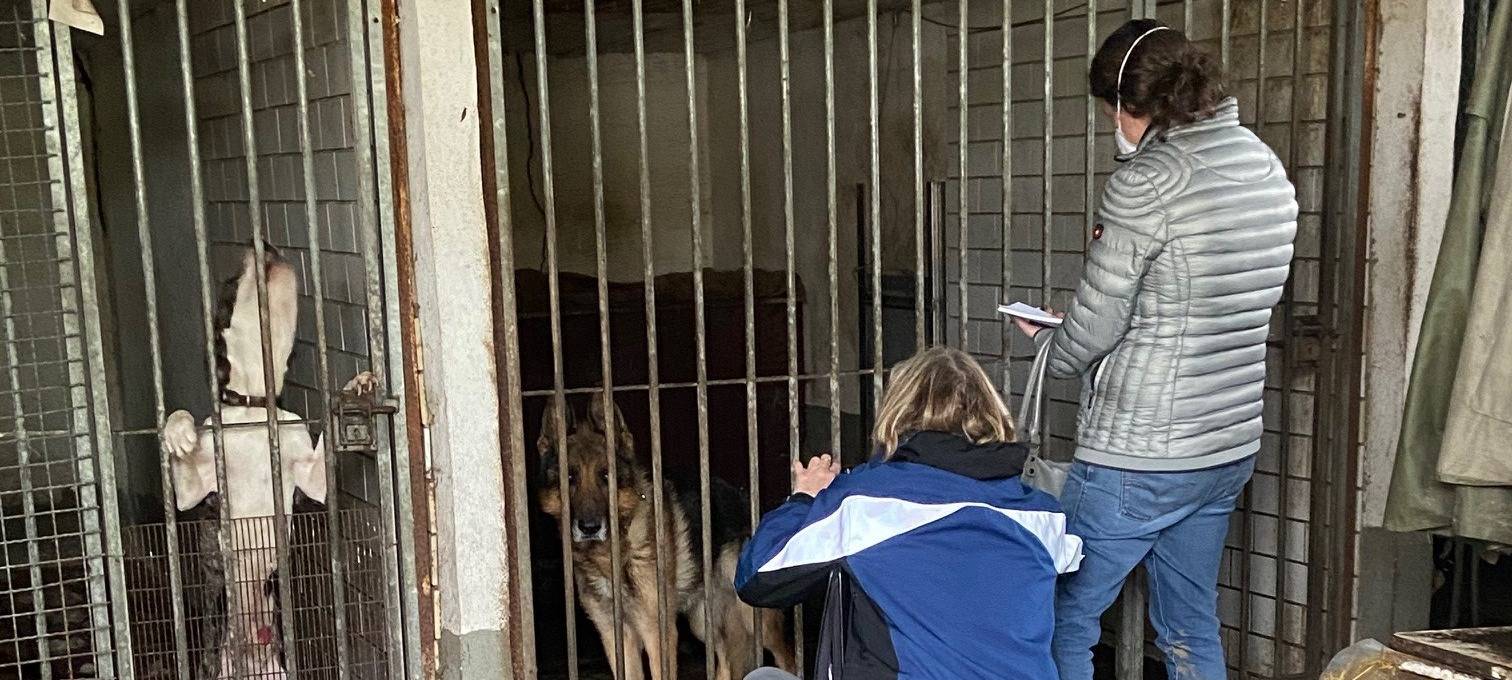 Einsatzkräfte finden neun vernachlässigte Hunde