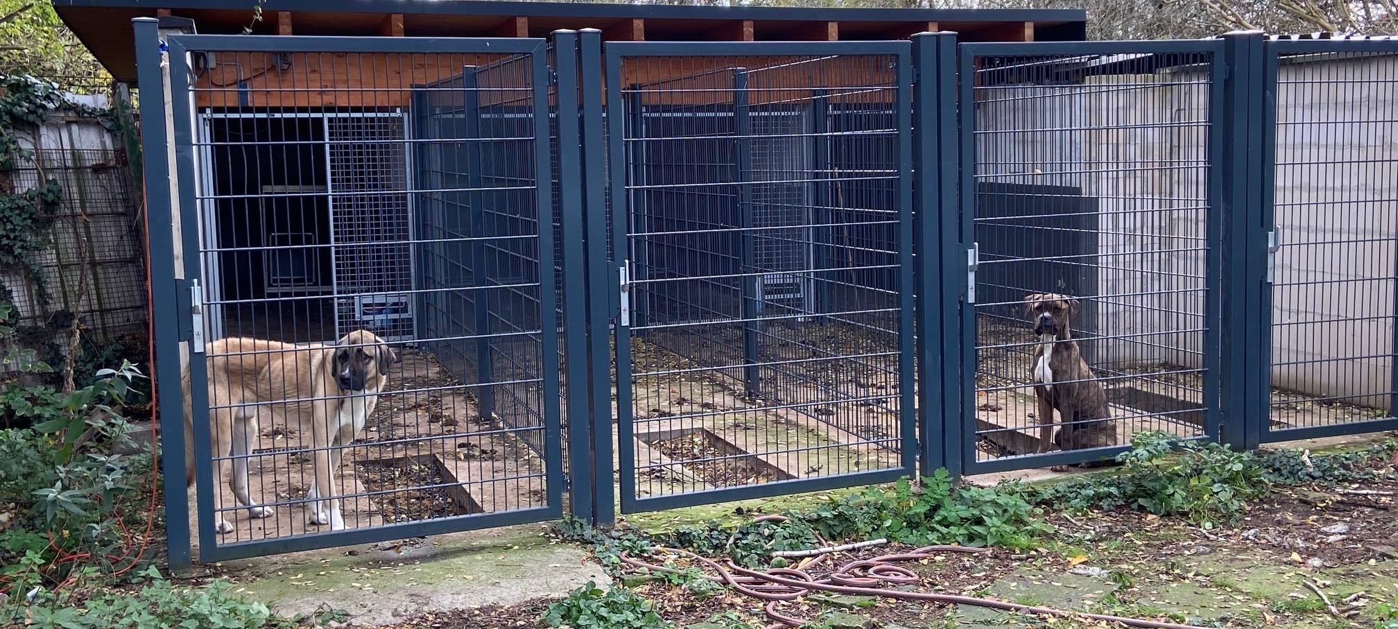 Einsatzkräfte finden neun vernachlässigte Hunde