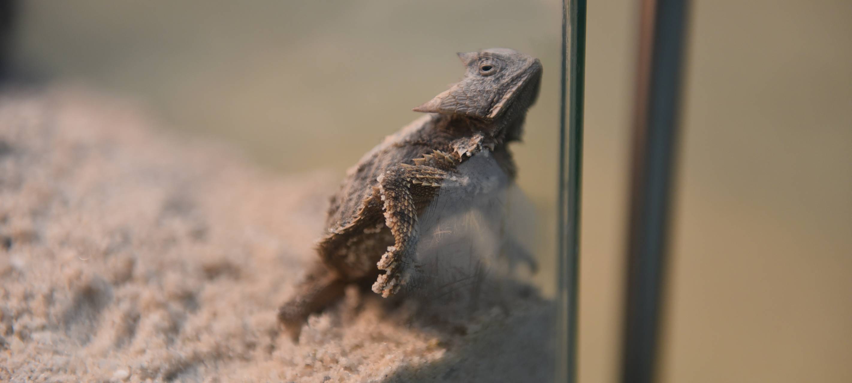 10 Exotische Tiere nach Schmuggelversuch tot aufgefunden