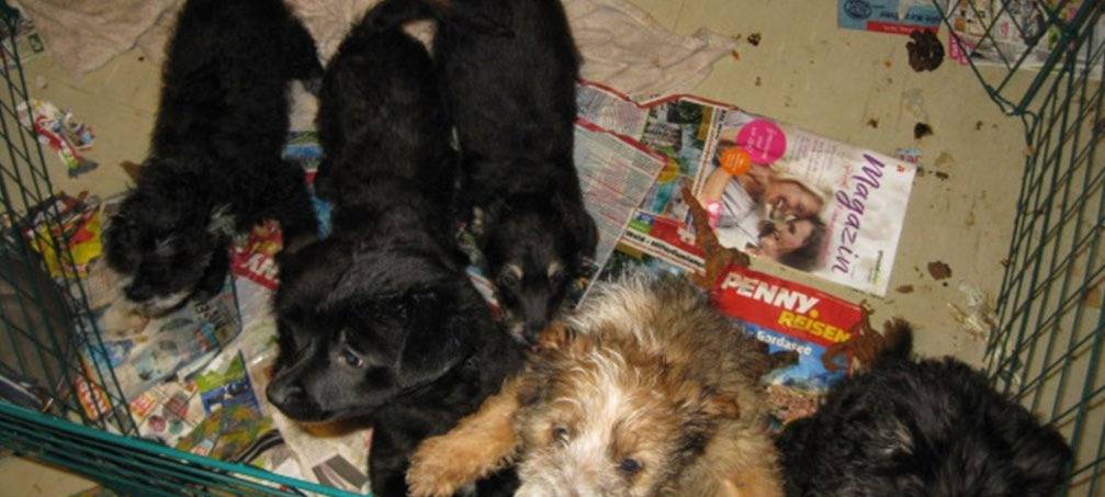 Polizei rettet Hundewelpen aus Kühlschrank