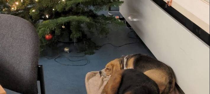 Zwei Beagle verirren sich auf A4