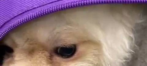 Frau versucht Hunde am Zoll vorbei zu schmuggeln