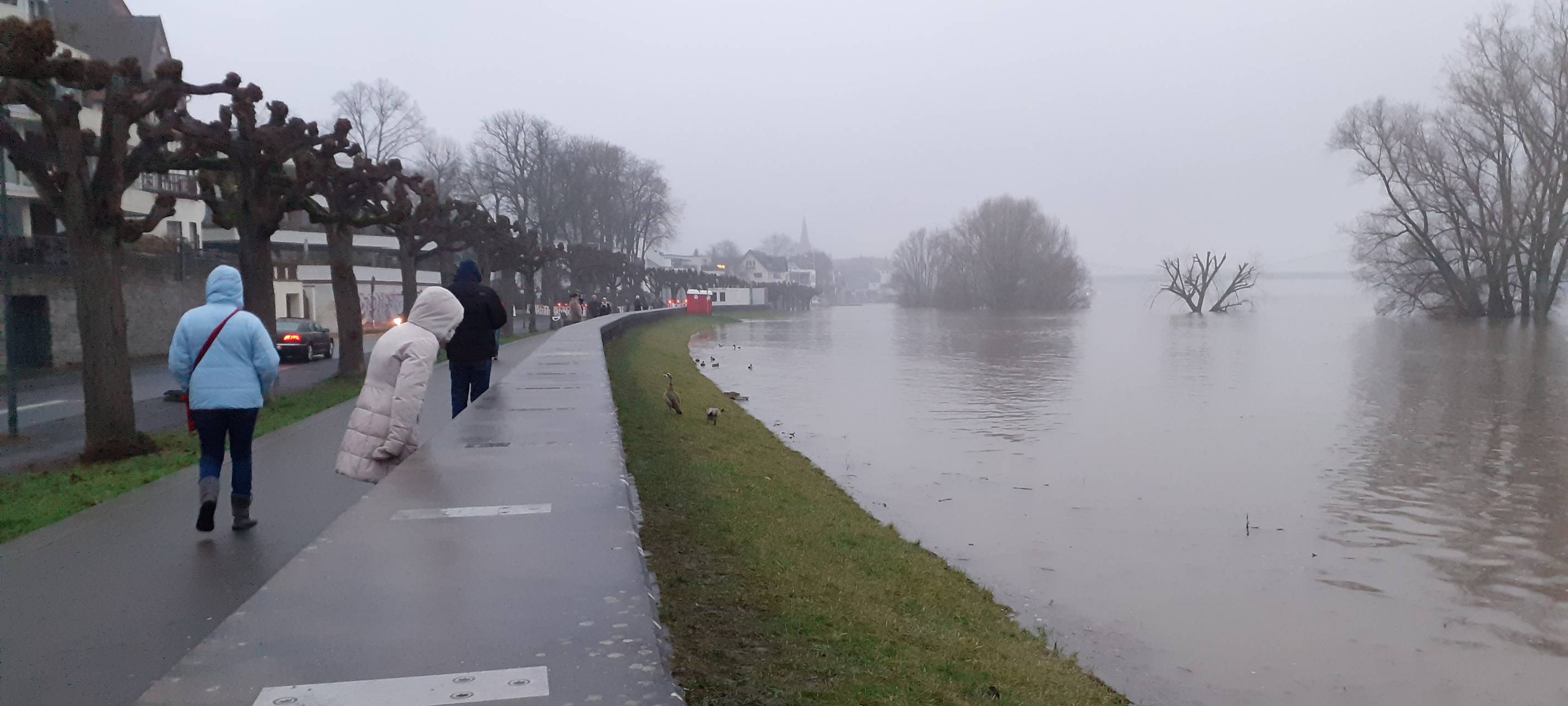 Hochwasser in Köln: Was passiert wann?
