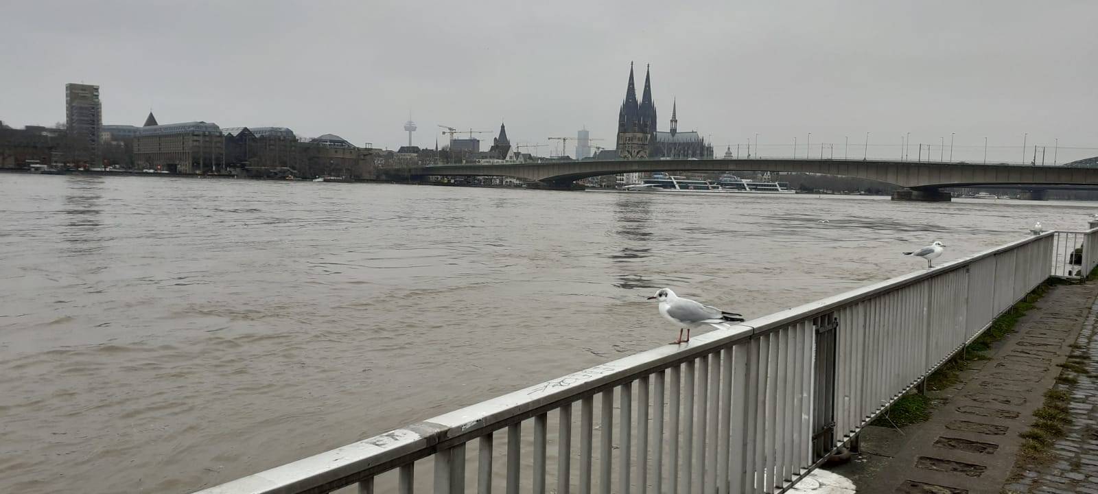 Hochwasser in Köln: Was passiert wann?