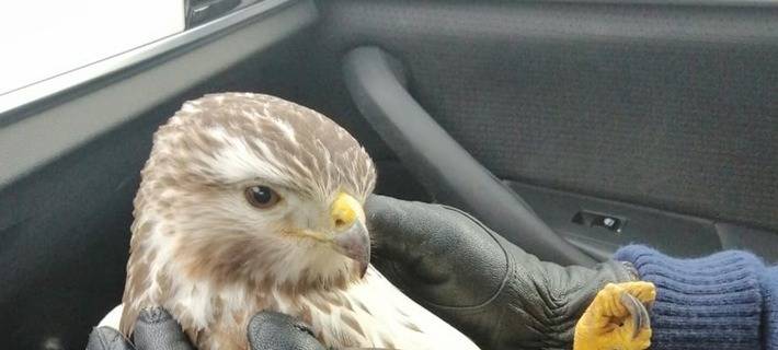 Autobahnpolizei rettet Bussard nach Zusammenstoß
