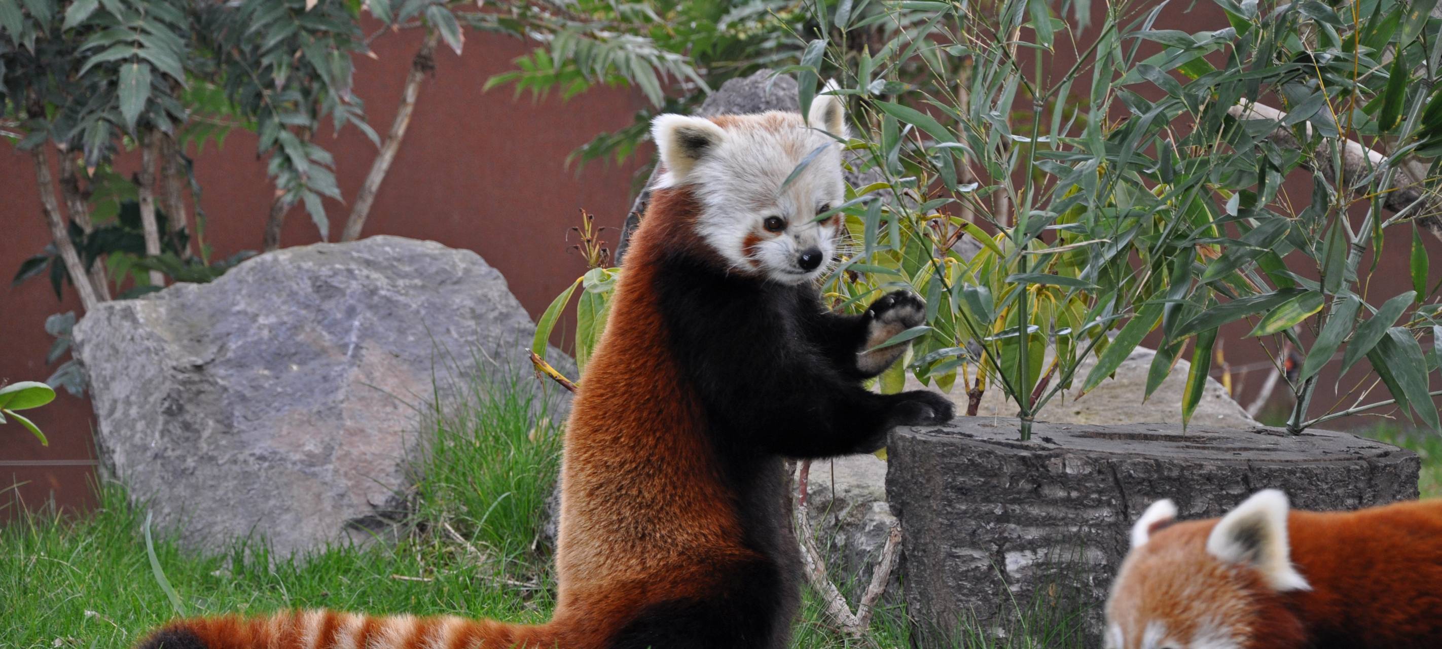 Kölner Zoo wieder geöffnet