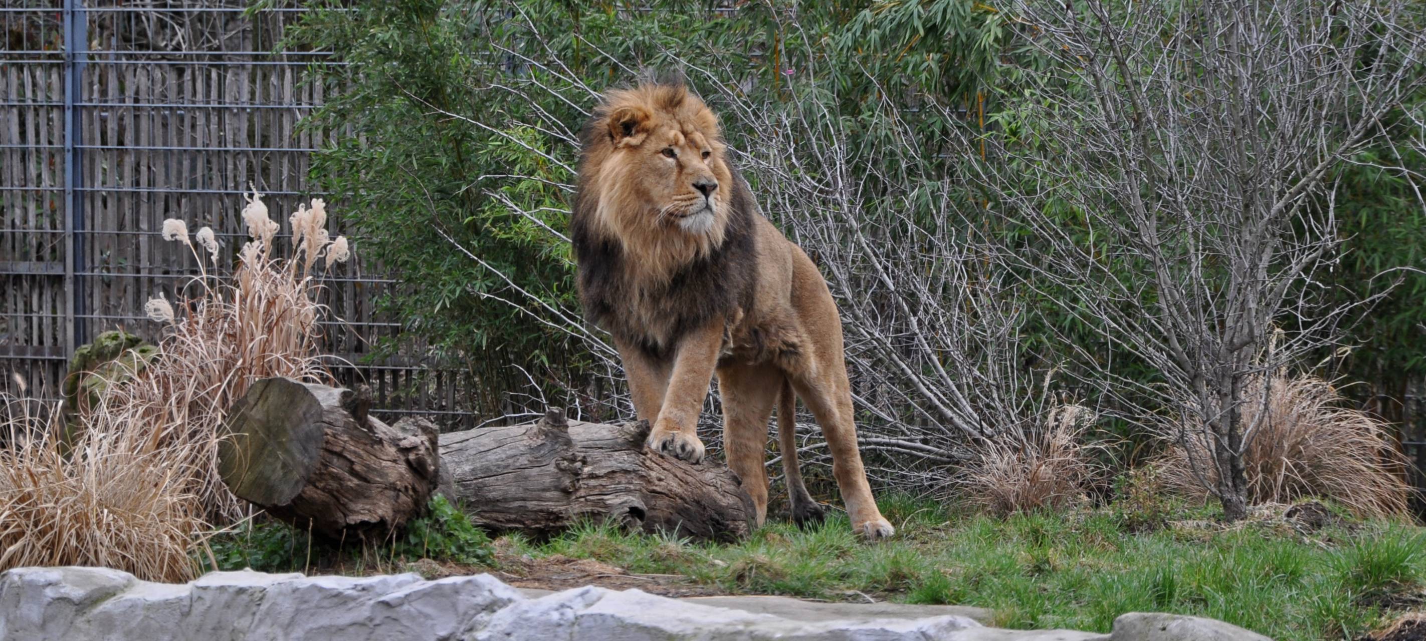 Kölner Zoo wieder geöffnet