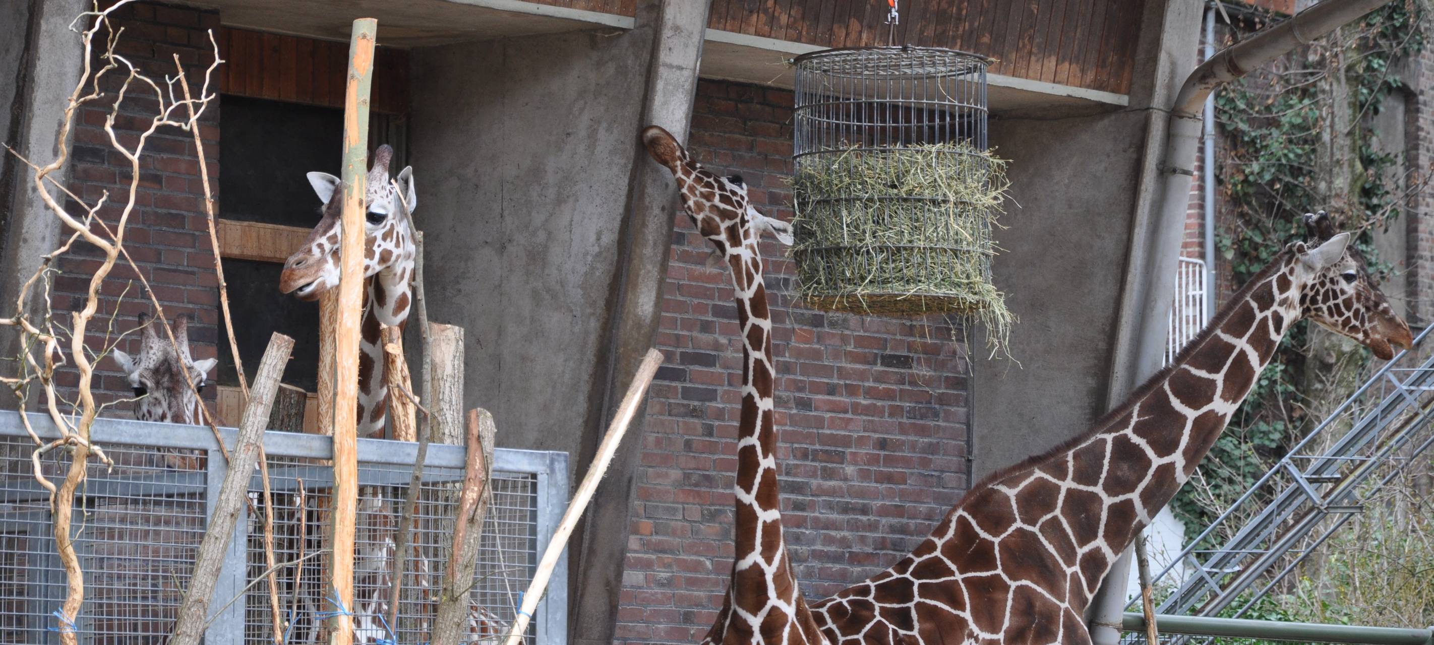Kölner Zoo wieder geöffnet