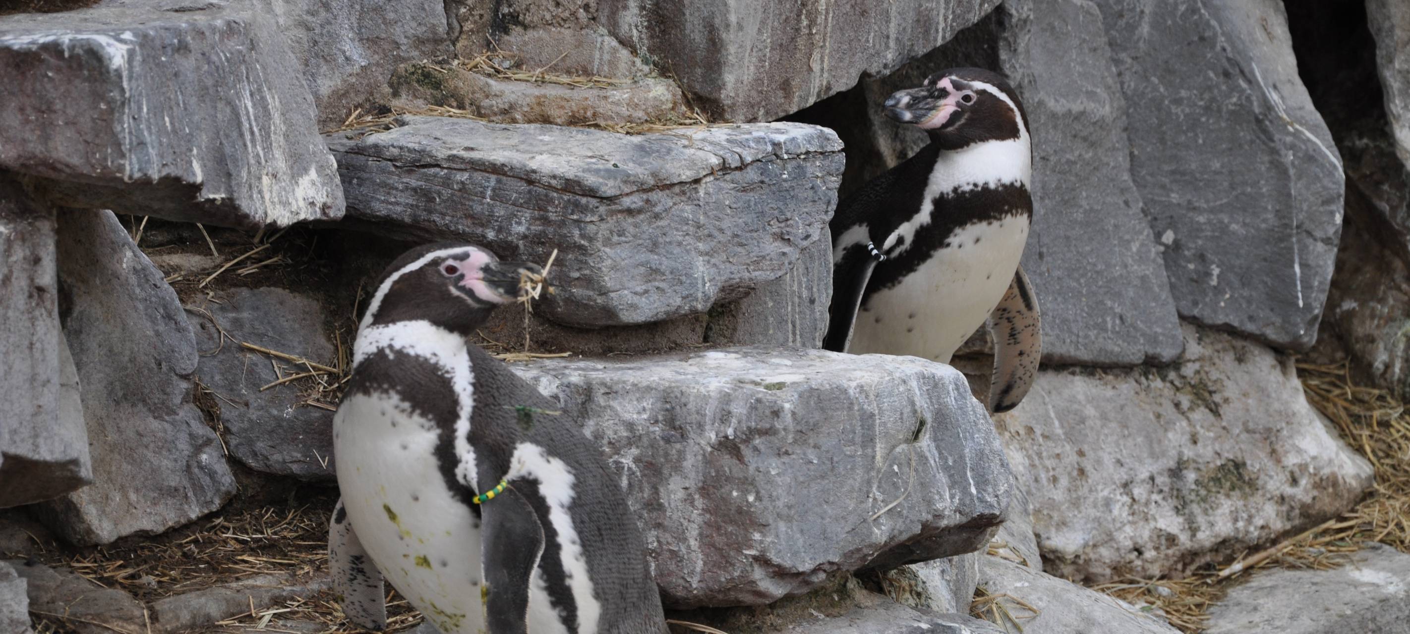 Kölner Zoo wieder geöffnet