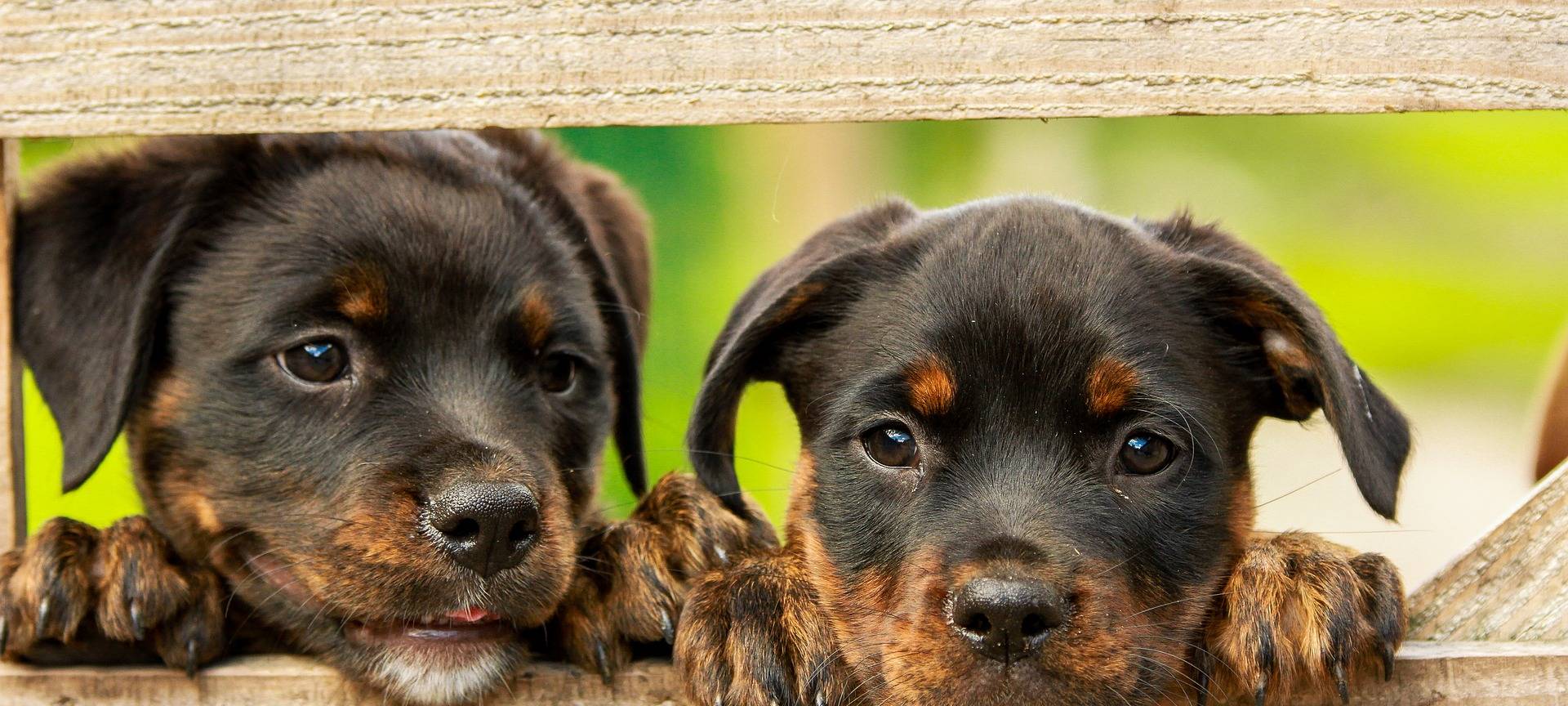 Köln ist hundefreundlich
