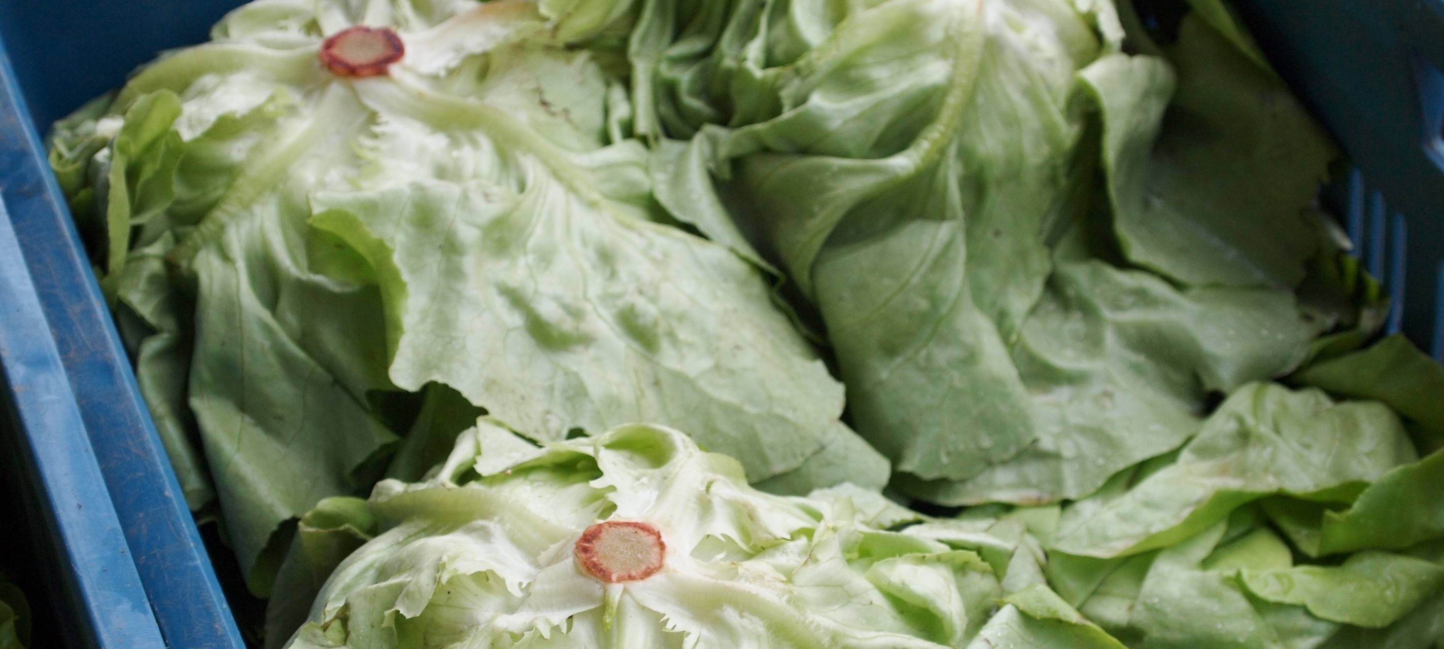 Hersteller warnt vor Bakterien in Salatprodukten