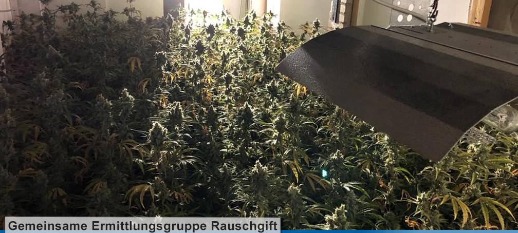 Kölner Polizei stellt internationale Drogenbande