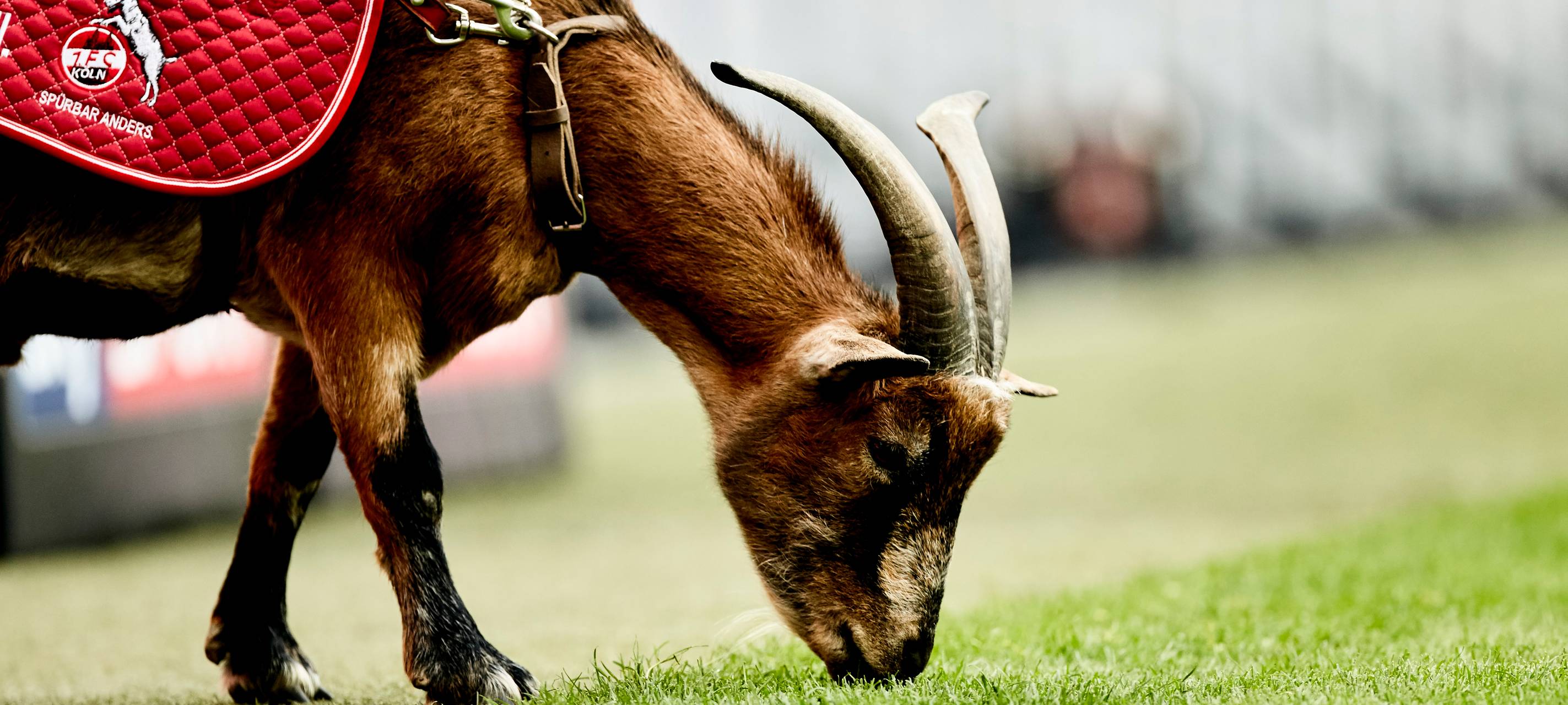 Geißbock Hennes VIII ist tot