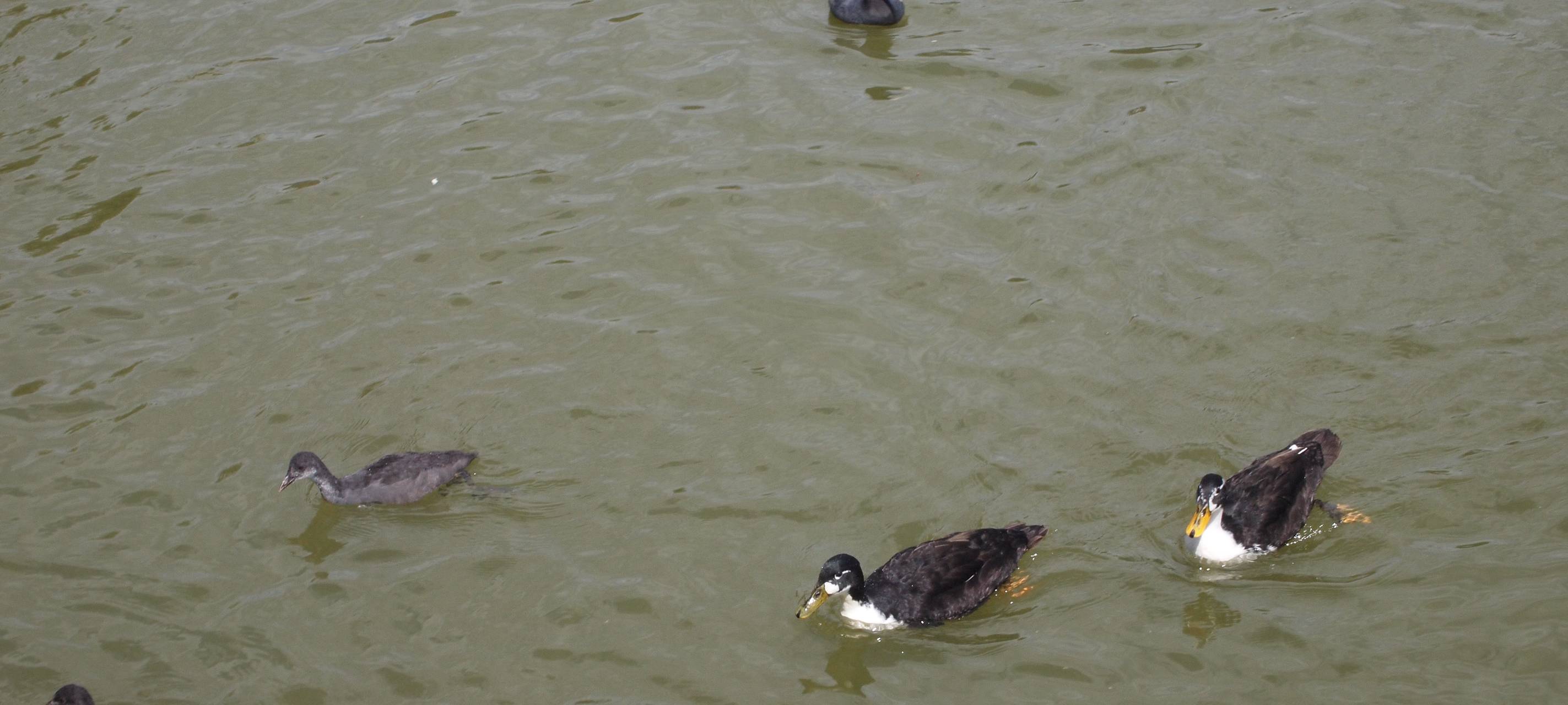 Müllsammelaktion am Aachener Weiher