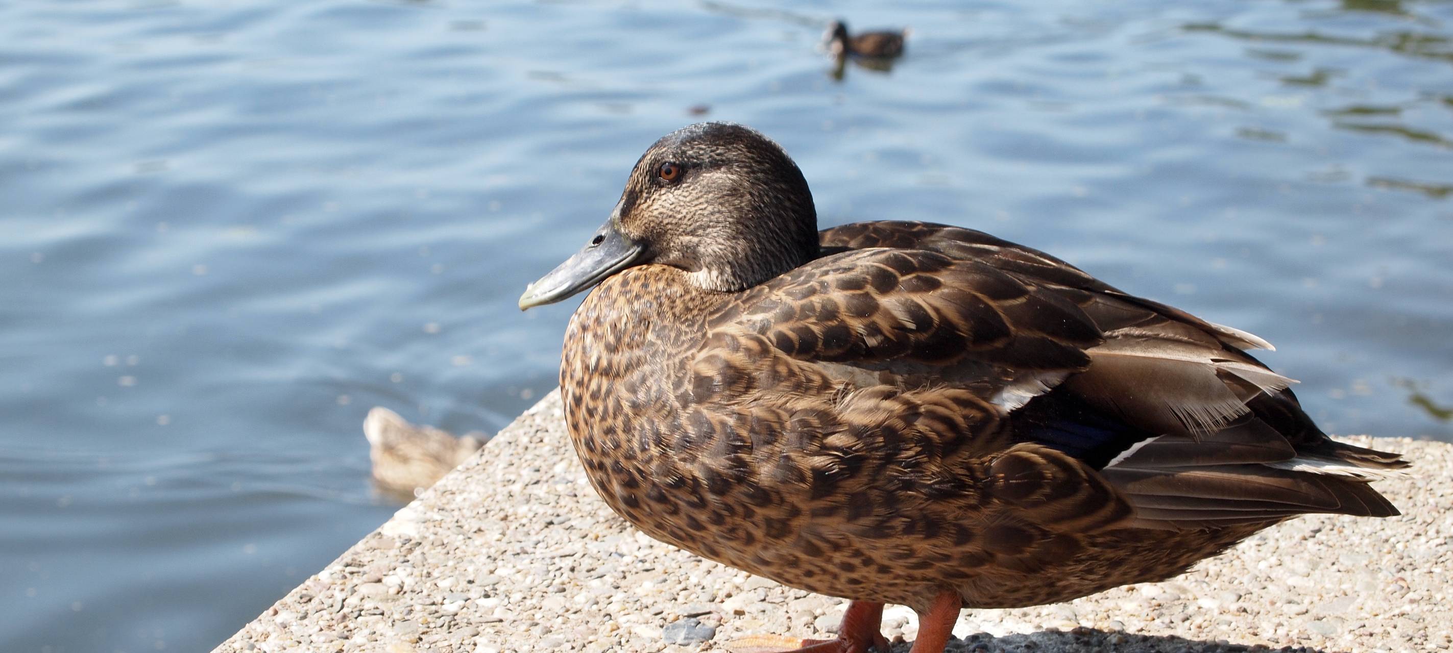 Belohnung für Hinweise auf Tierquäler