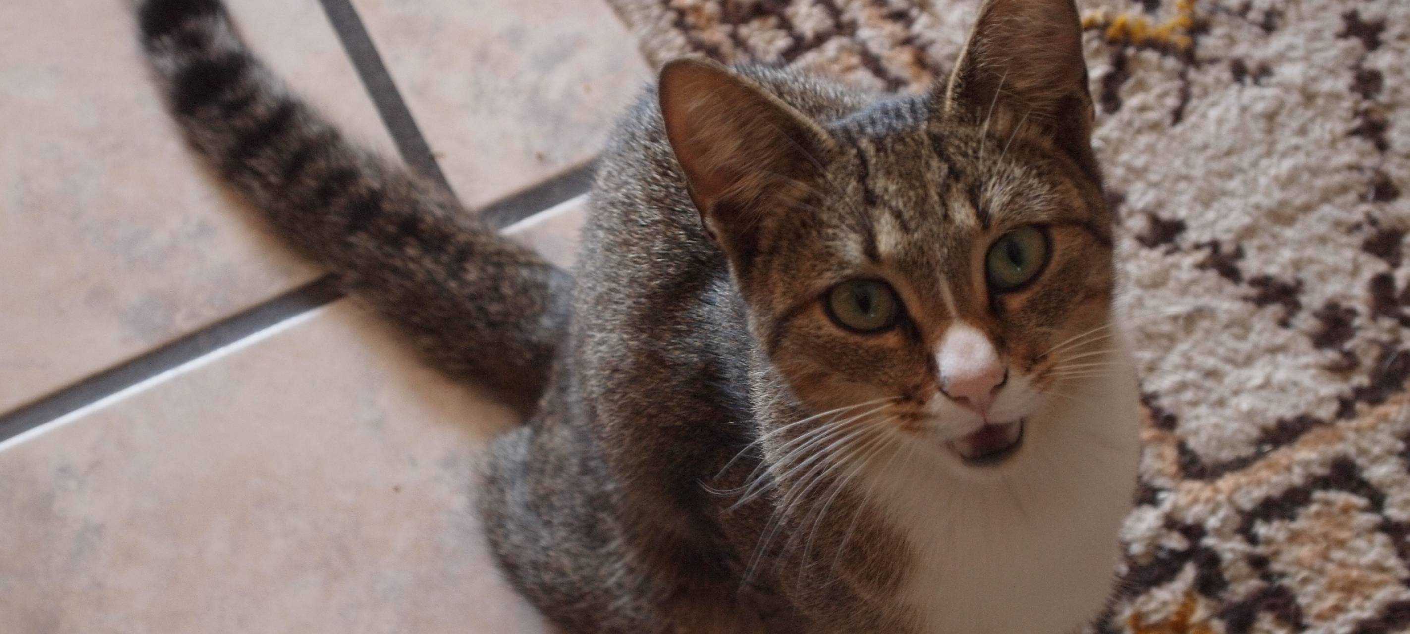 Kölner Polizei ermittelt nach Video mit Katzen-Quälerei