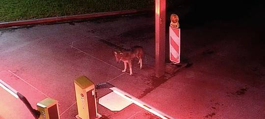 Verirrter City-Wolf stammt aus den Alpen