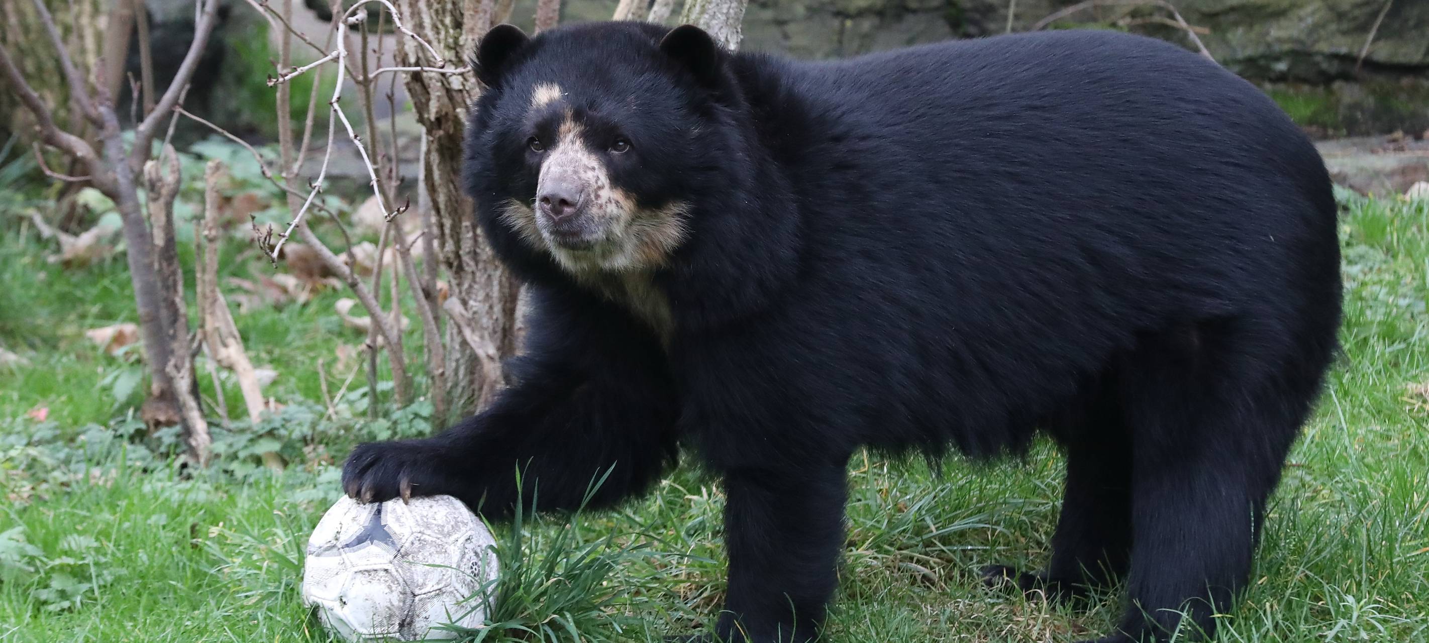 Südamerikanische Großbärenart in Kölner Zoo