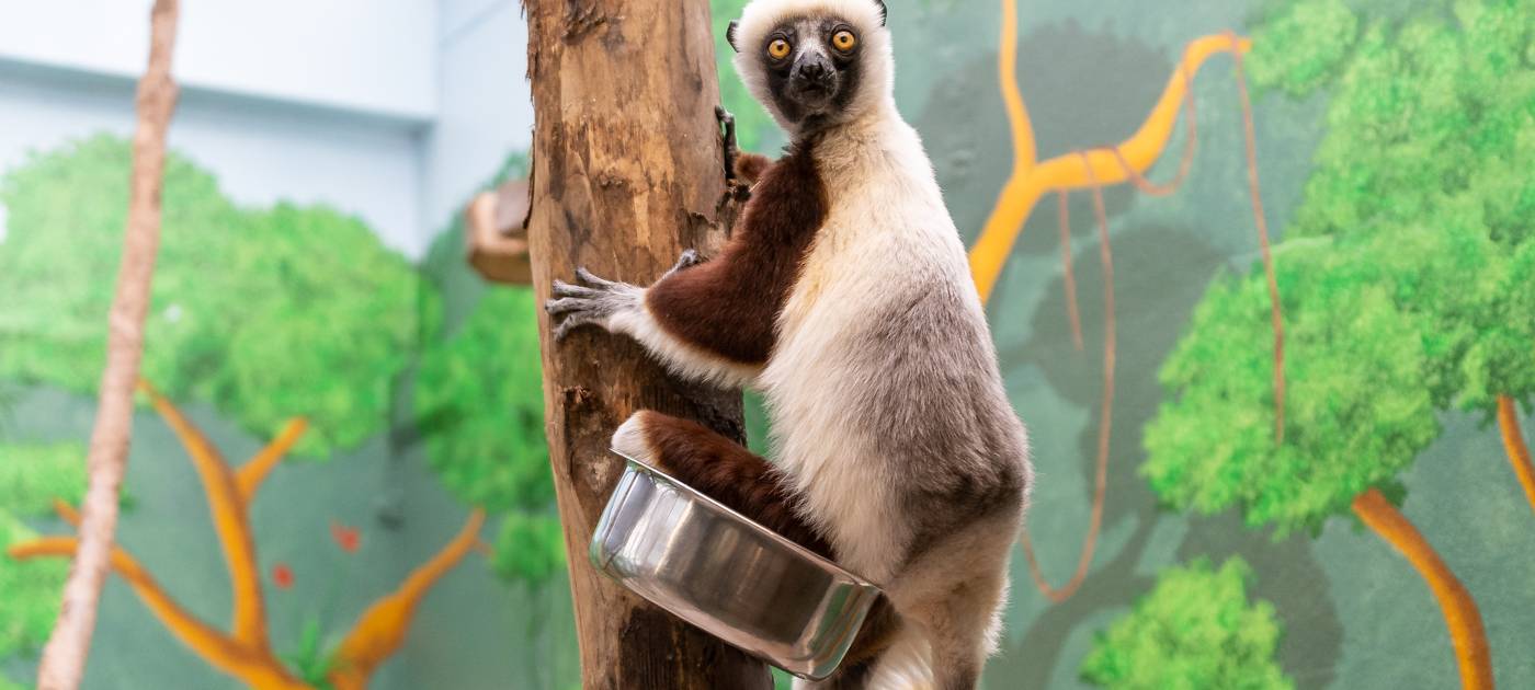 Kölner Zoo erhält Affen-Zuwachs