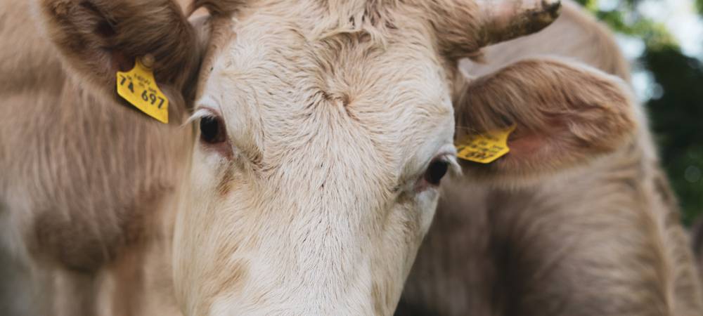 Tuffi-Aus: Gewerkschaft spricht von kalkuliertem Milch-Deal