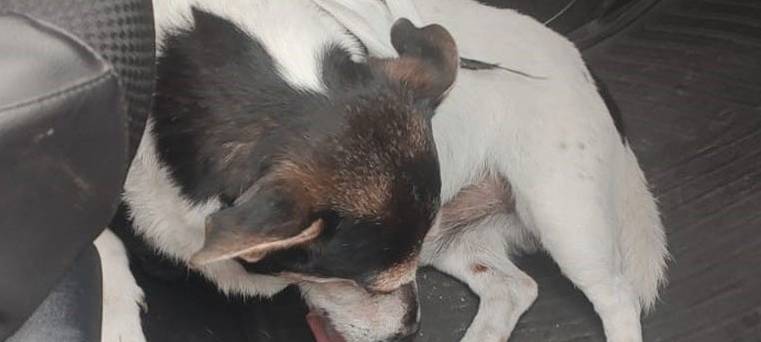 Mann rettet in Bahntür steckengebliebenen Hund