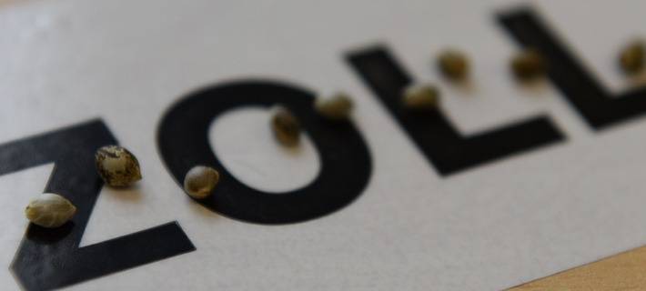 2,3 Millionen Cannabissamen beschlagnahmt