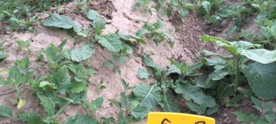 Ideen für Zukunft der Ernährung gesucht