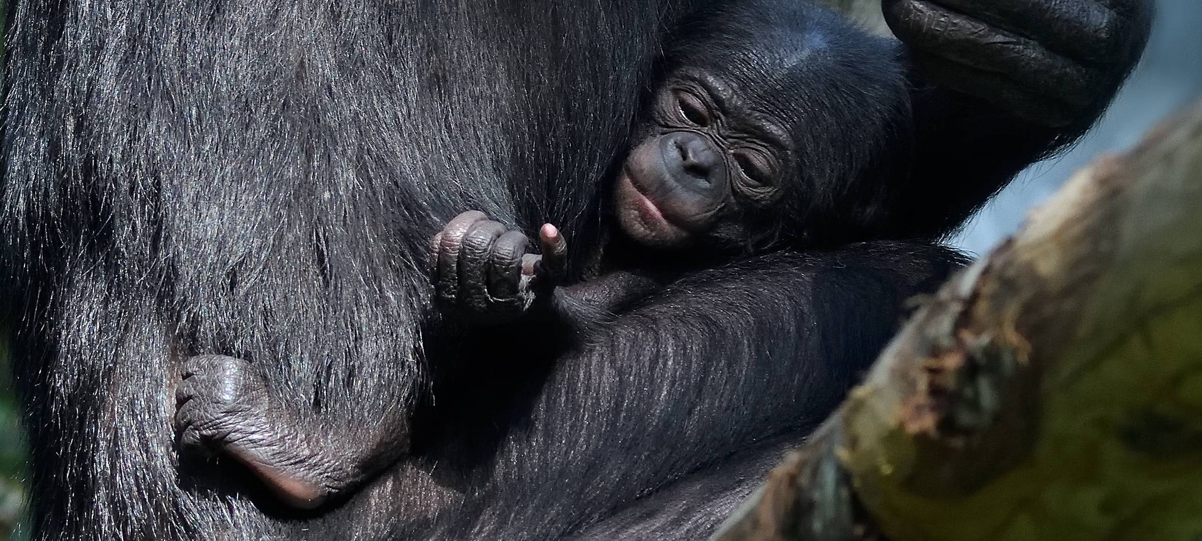 Kölner Zoo begrüßt neues Bonobo-Baby Kijani