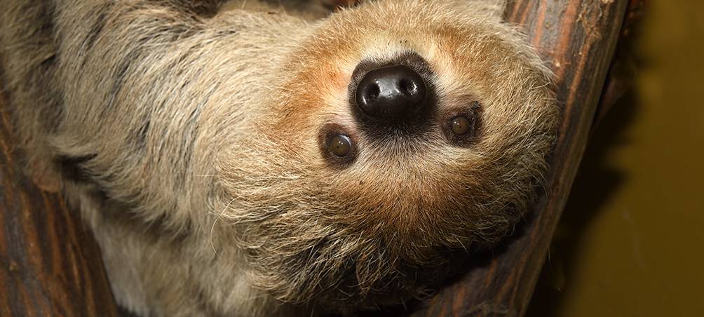 Neues Dschungelhaus im Kölner Zoo öffnet
